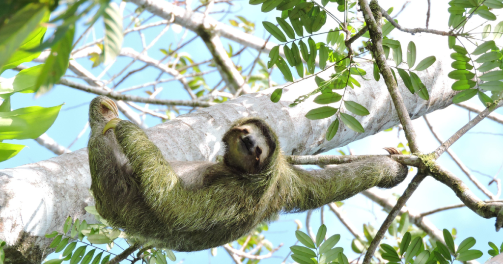 Manuel Antonio Costa Rica