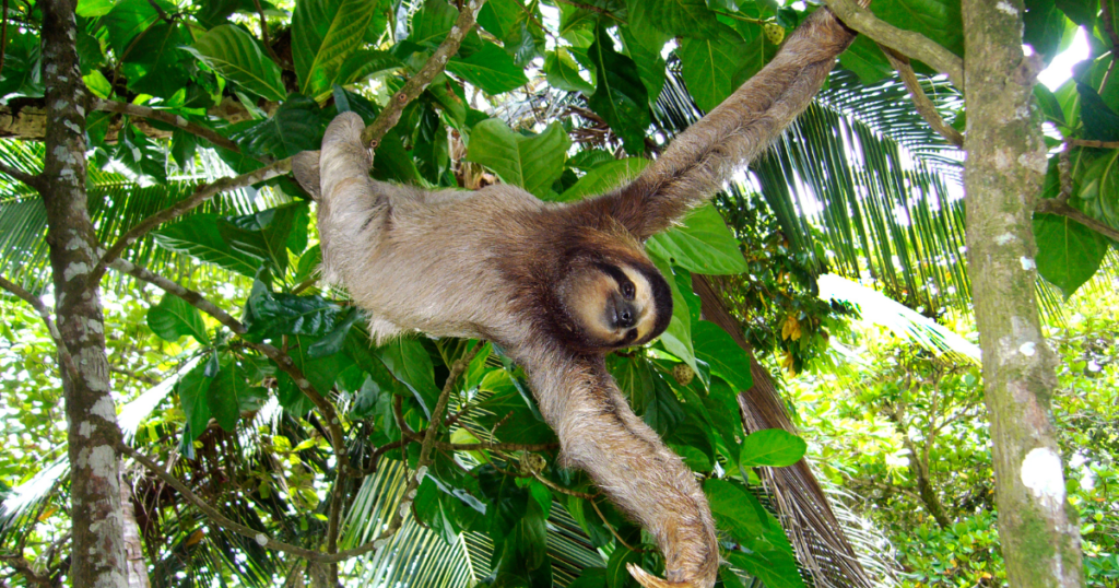 Manuel Antonio Costa Rica