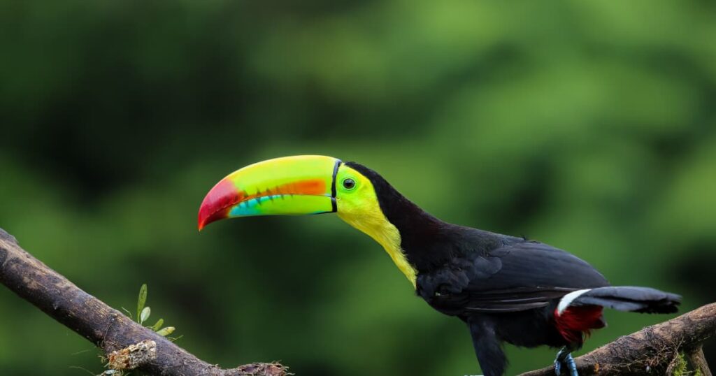 Best Place to Visit in Costa Rica