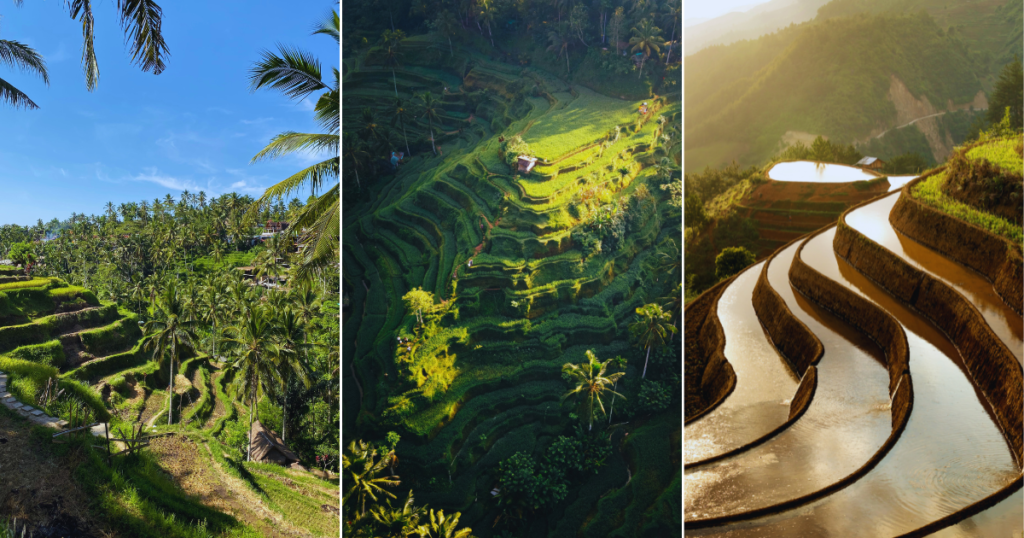Tegallalang Rice Terraces – Iconic Bali Scenery