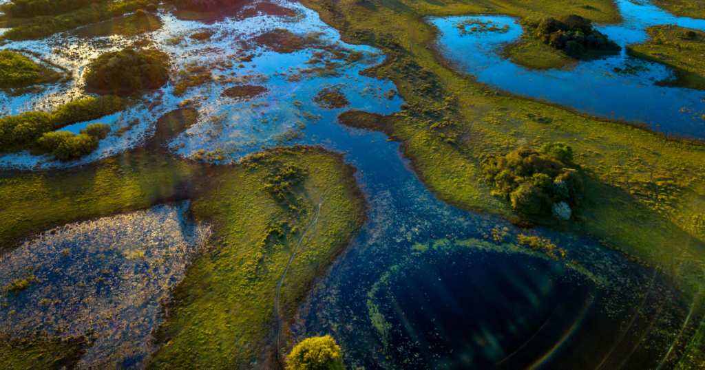 The Pantanal: Wildlife Paradise